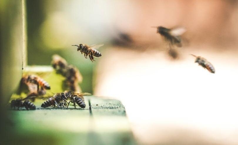 Пчелиная пыльца: полезные свойства и применение
